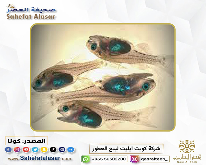 The Research Institute Cultivates Amberjack Fish in Closed Tanks for the First Time in the Middle East...