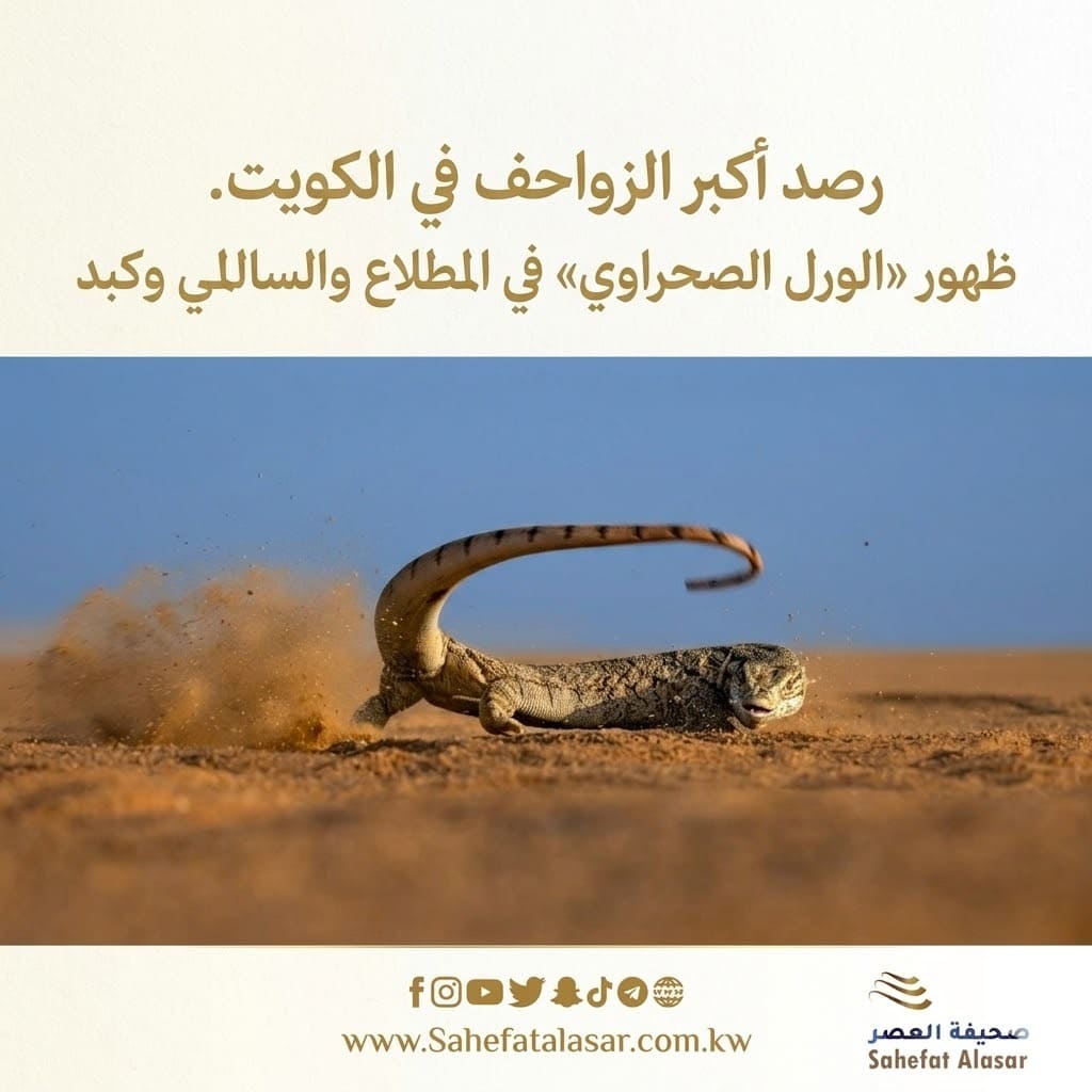 رصد أكبر الزواحف في الكويت. ظهور «الورل الصحراوي» في المطلاع والسالمي وكبد..